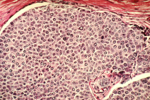 The Complexity of Studying the Immune System - Image 1